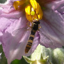 Hoverfly