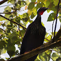 Crested Guan