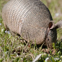 Nine-banded Armadillo
