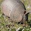 Nine-banded Armadillo