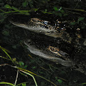 American Alligator