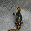 Fire Salamander