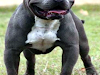 Compro Pitbull Blue Nose