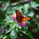 Gulf Fritillary