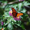 Gulf Fritillary