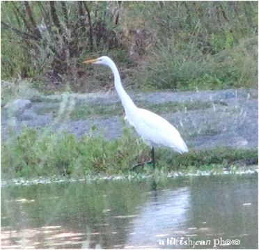 Great Egret