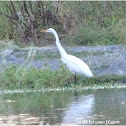 Great Egret