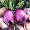 Stapelia