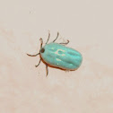 Engorged Raccoon Tick