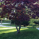mapple tree