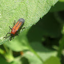 Leaf beetle