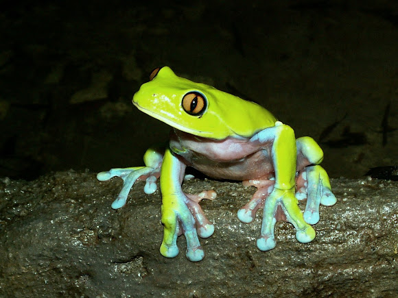 Spotting Image 1
