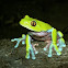 Blue-sided tree Frog