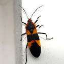 Large Milkweed Bug