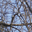 Downy Woodpecker