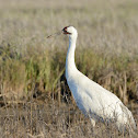 Whooping Crane