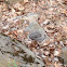 Western cottonmouth