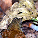 Gray-Throated Leaftosser