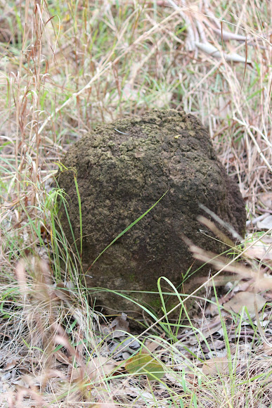 Spotting Image 1