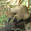 Coati