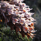 Douglas-Fir cone