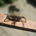 Cholus Weevil