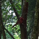 Cardinal (male)
