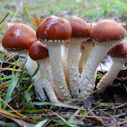 Redlead roundheads