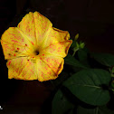 Four O'clock Flower, Beauty-of-the-night, Marvel of Peru