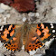 Painted Lady