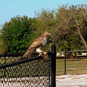 Red Tailed Hawk