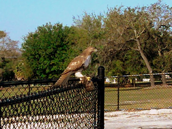 Spotting Image 1
