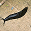 Black Slug