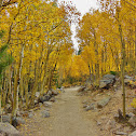 Quaking Aspen