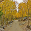 Quaking Aspen
