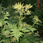 Anise (aniseed)