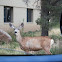mule deer