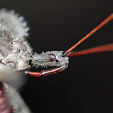 Wheel bug - (Type of Assassin Bug)