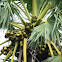 Asian Palmyra Palm, Toddy Palm, Sugar Palm