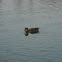 Mallards