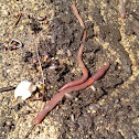 Earthworm