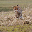 Red Fox