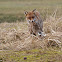 Red Fox