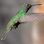 Glittering-throated Emerald (Beija-flor-de-garganta-verde)
