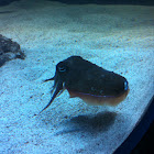 Cuttlefish