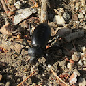 Pinacate Beetle