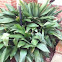 Cast iron plant