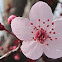 Plum Tree Blossoms