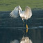 Snowy Egret (with one foot)
