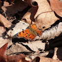 Comma